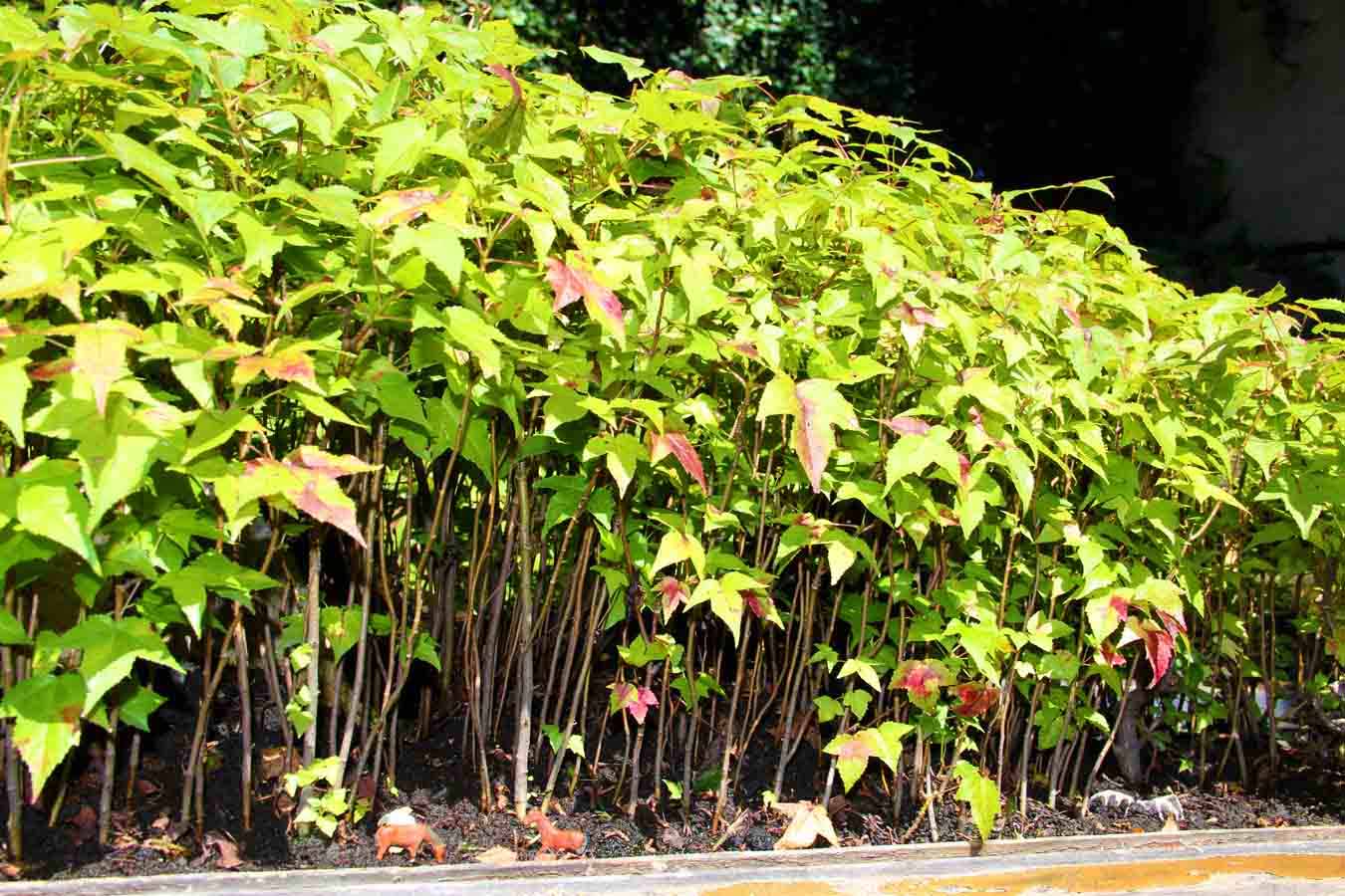 Miniature Forest Austin Texas